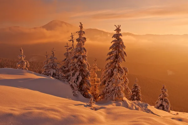 Trees — Stock Photo, Image