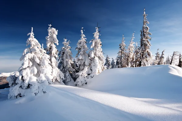 Bomen — Stockfoto