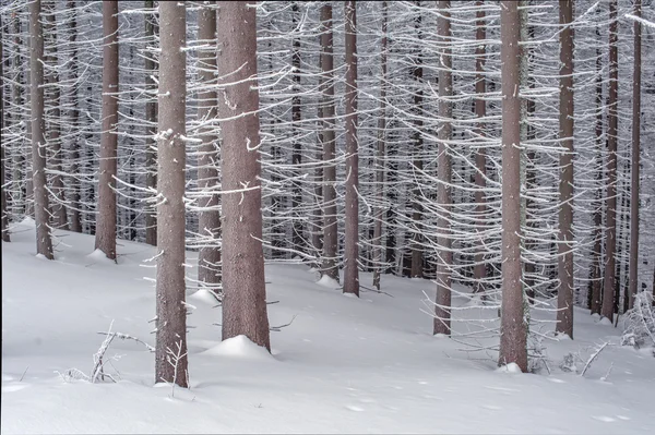 Pijnboom — Stockfoto