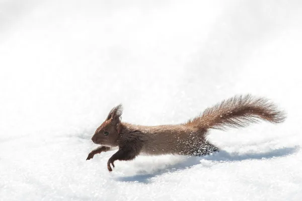 Eichhörnchen — Stockfoto