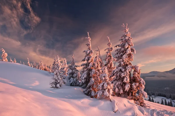 Trees — Stock Photo, Image