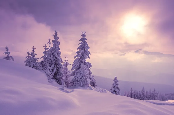 Trees — Stock Photo, Image