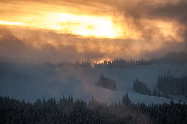 Bomen — Stockfoto