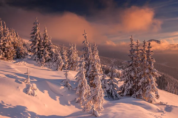 Bäume — Stockfoto