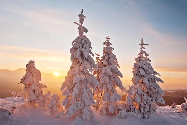 Alberi — Foto Stock