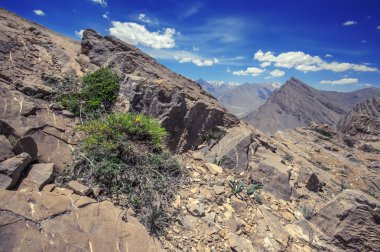 Himalayalar