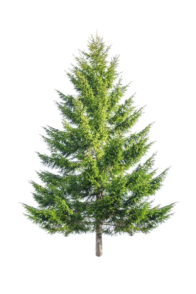 FirTree — Stock Photo, Image