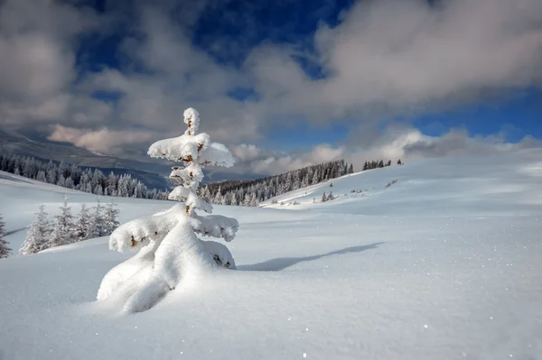 Alberi — Foto Stock