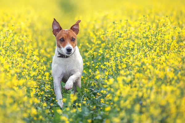 Jack! — Foto Stock