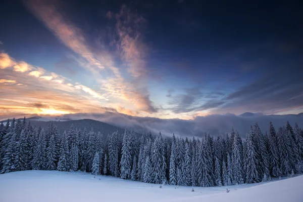 Bäume — Stockfoto