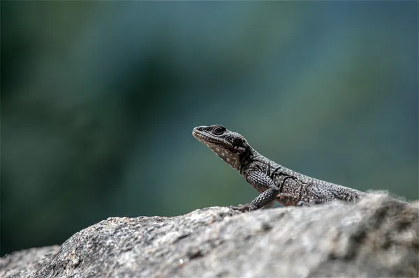 Ještěrka — Stock fotografie