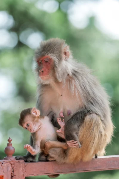 Macaco. — Fotografia de Stock