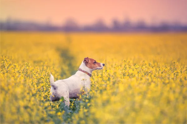 Jack — Stock Photo, Image