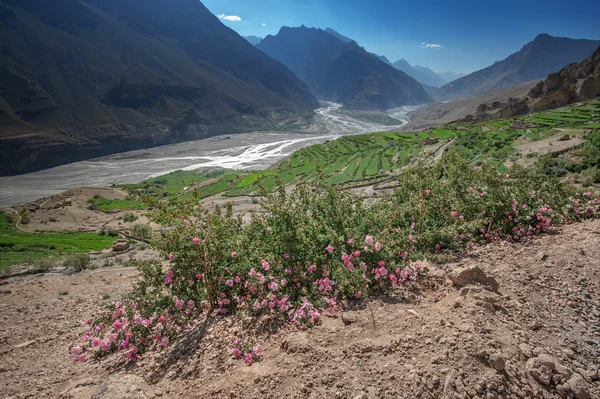 Himalayas — Stock Photo, Image