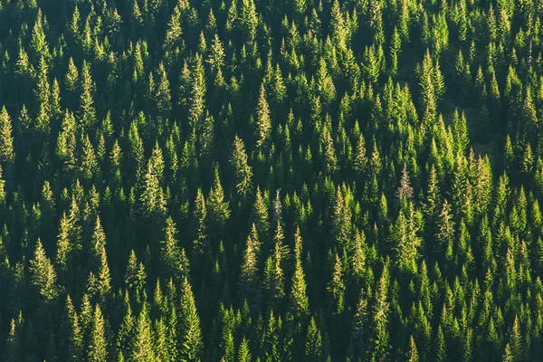 Skog — Stockfoto