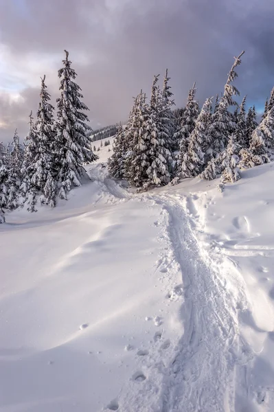 Träd — Stockfoto