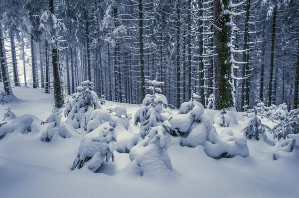 Pijnboom — Stockfoto