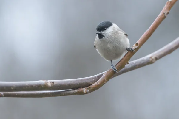 Parus — Zdjęcie stockowe