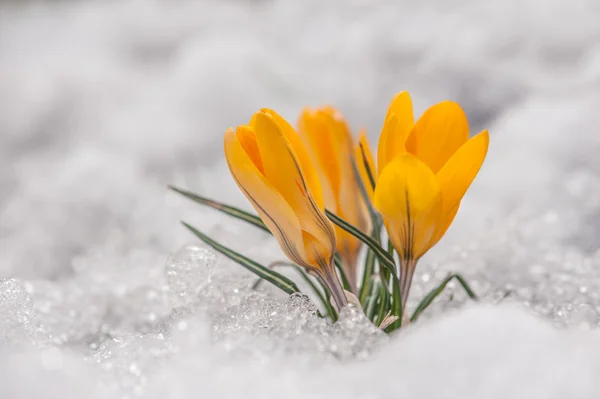 Crocus — Stockfoto