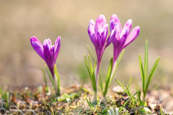 Krokus — Stockfoto