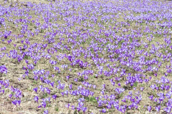 Crocus — Stock Photo, Image