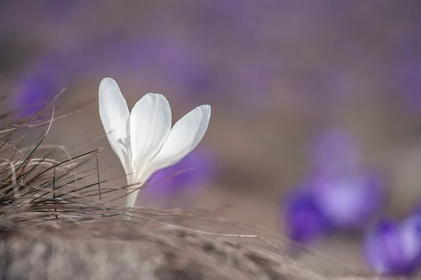 Crocus — Stock Fotó