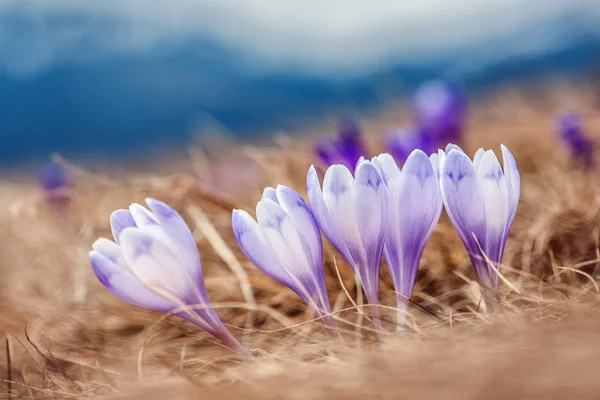 Krokus — Stockfoto