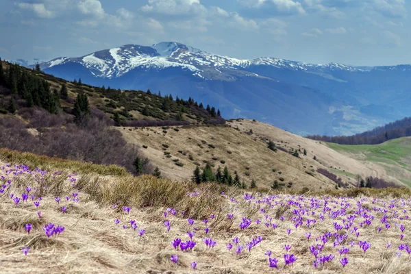 Crocus — Stock Fotó