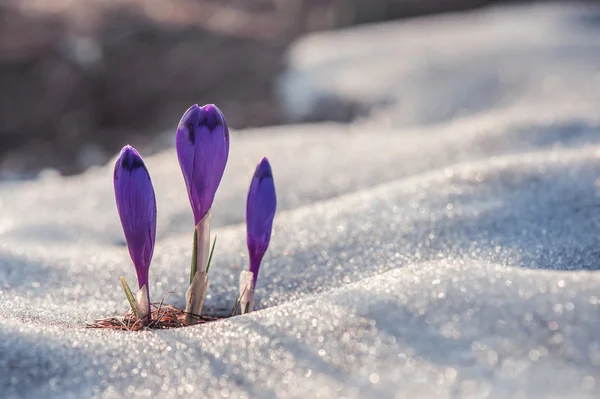 Krokus — Zdjęcie stockowe