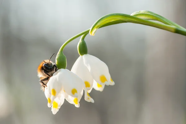 Flores — Foto de Stock