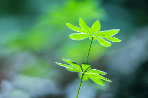 植物 — 图库照片