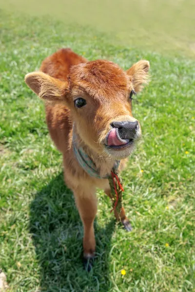 Calf — Stock Photo, Image