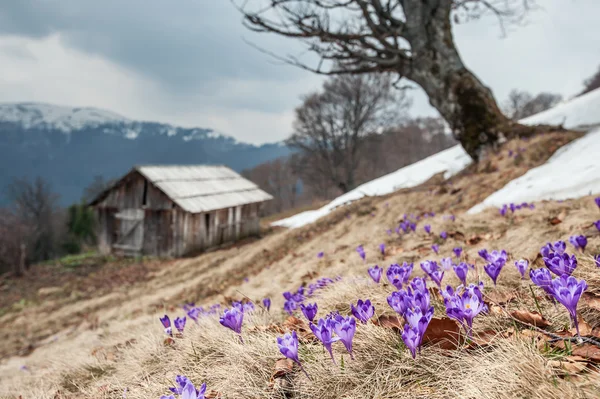 Crocus — Stock Photo, Image