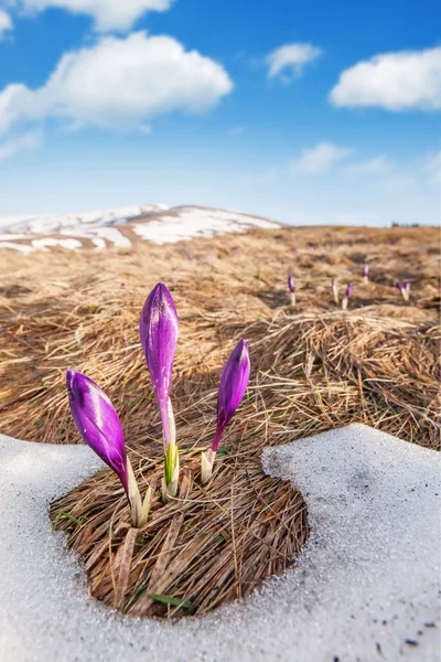 Crocus — Stockfoto