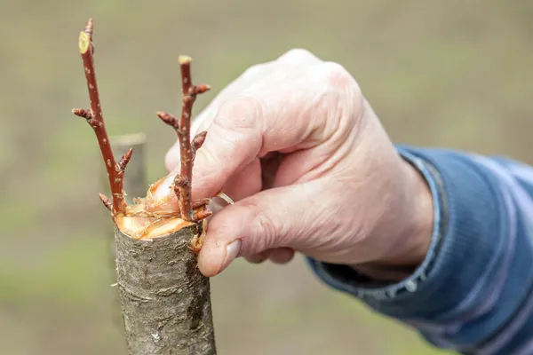 Tuinieren — Stockfoto