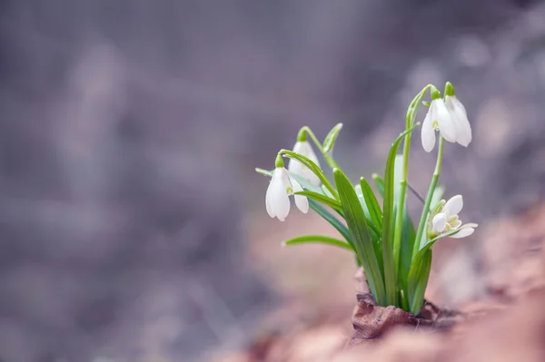 Flores — Foto de Stock