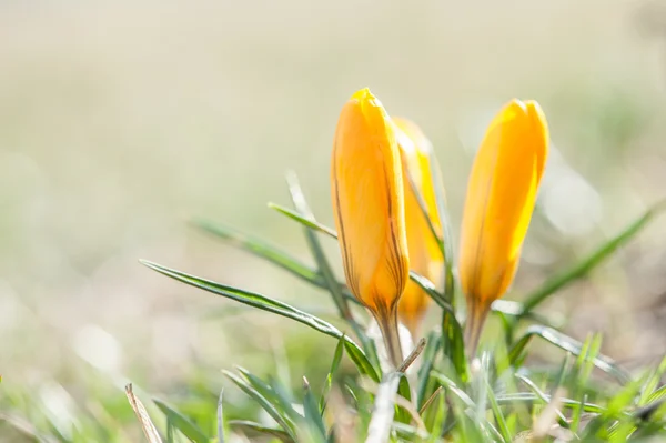 Crocus — Stockfoto