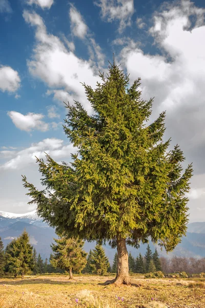 Landschap — Stockfoto