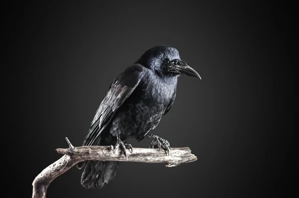 Crow — Stock fotografie