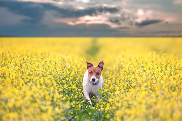 Jack. — Foto de Stock