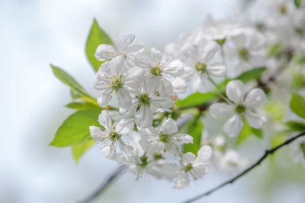 Cherry — Stock Photo, Image