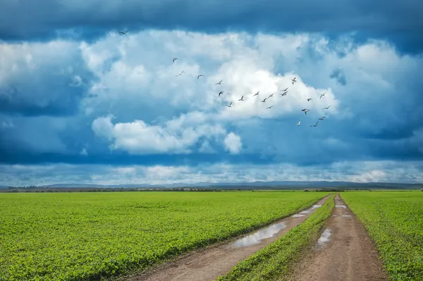 Campo — Fotografia de Stock