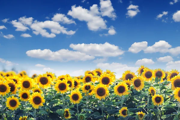 Sunflower — Stock Photo, Image