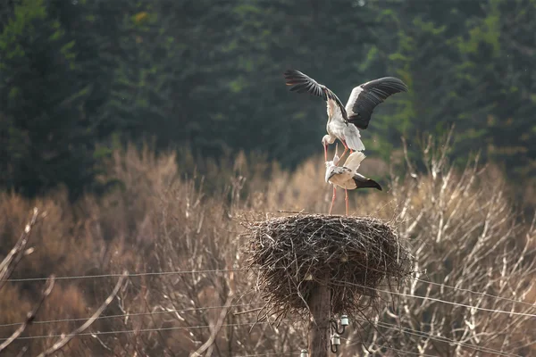 Ooievaar — Stockfoto