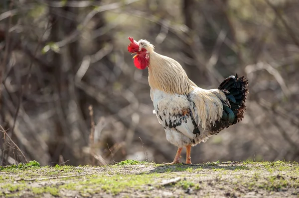 Rooster — Stock Photo, Image