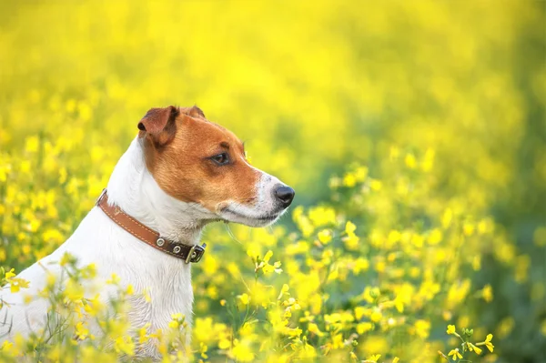 Jack! — Foto Stock