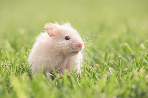 Hamster — Stock Photo, Image