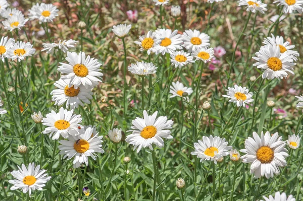 Chamomile — Stock Photo, Image