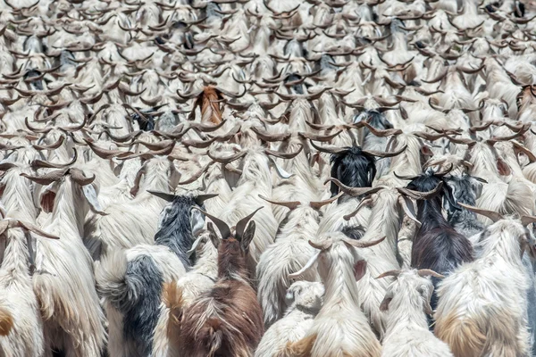 Geiten — Stockfoto