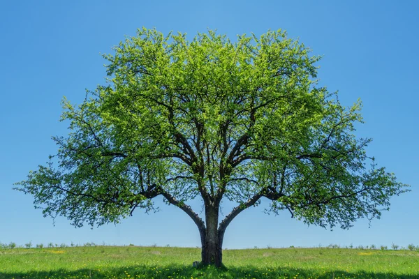 Baum — Stockfoto